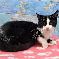 Thumbnail photo of Frodo #2