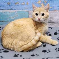 Thumbnail photo of Georgie #3