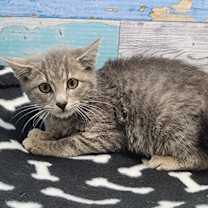 Thumbnail photo of Jenkins #2