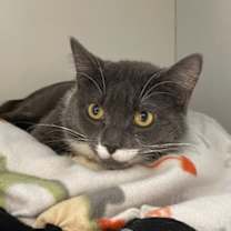 Thumbnail photo of Tinsel #3