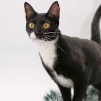 Thumbnail photo of Cher #3