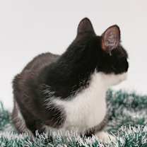 Thumbnail photo of Tina #3