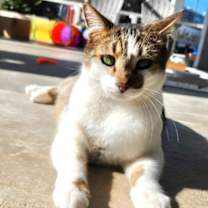 Thumbnail photo of Curry #1