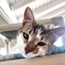 Thumbnail photo of Curry #2