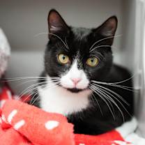 Thumbnail photo of Muffin Man #1