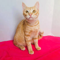 Thumbnail photo of Luna #1