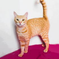 Thumbnail photo of Luna #2