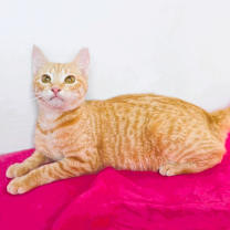 Thumbnail photo of Luna #3