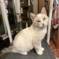 Thumbnail photo of Clementine #1