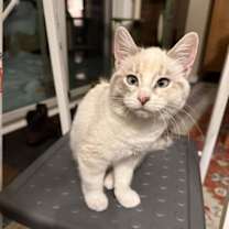 Thumbnail photo of Clementine #3