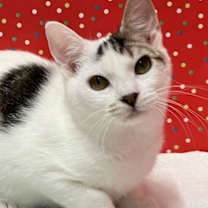 Thumbnail photo of Mayzone #2