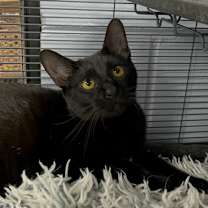 Thumbnail photo of Vercher 27493 #3