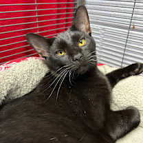 Thumbnail photo of Vercher 27493 #4