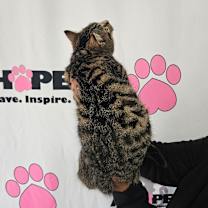 Thumbnail photo of Squirrel #4