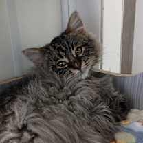 Thumbnail photo of Tunvi #2