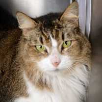 Thumbnail photo of Amber #1