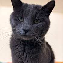 Thumbnail photo of Silver #1