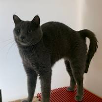 Thumbnail photo of Silver #2