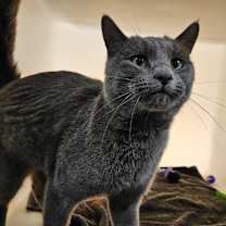 Thumbnail photo of Silver #3