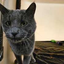 Thumbnail photo of Silver #4