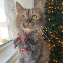 Thumbnail photo of Mustang Salley #1