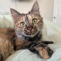 Thumbnail photo of Mustang Salley #4