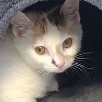 Thumbnail photo of Tiki #1