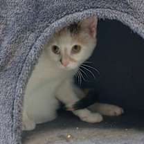 Thumbnail photo of Tiki #2