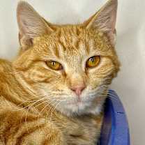 Thumbnail photo of CJ #1