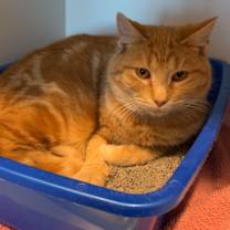 Thumbnail photo of CJ #2