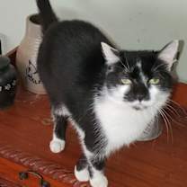 Thumbnail photo of Adeline #3