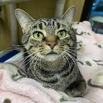 Thumbnail photo of Miss Piggy #4