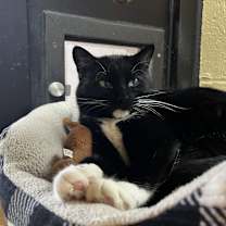 Thumbnail photo of Countess Catnip #3