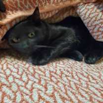 Thumbnail photo of Douglas #1