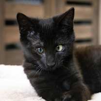 Thumbnail photo of Max #3