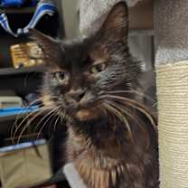 Thumbnail photo of Coven #2