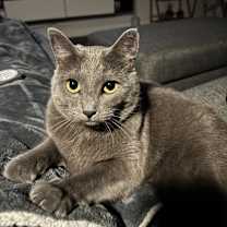 Thumbnail photo of Scarlett #1