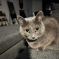 Thumbnail photo of Scarlett #4