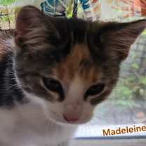 Thumbnail photo of Madeleines #4