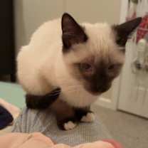 Thumbnail photo of Lumi #3