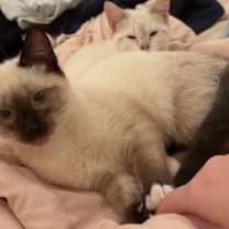 Thumbnail photo of Lumi #4