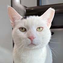 Thumbnail photo of Mohawk #1