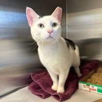 Thumbnail photo of Mohawk #2