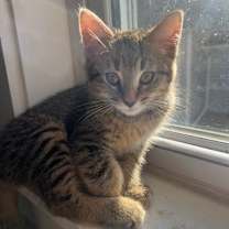 Thumbnail photo of Mambo #1