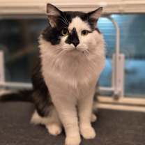 Thumbnail photo of Archimedes #1