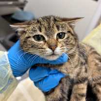 Thumbnail photo of Icicle #2