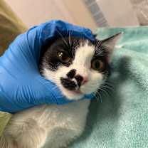 Thumbnail photo of Dottie #2