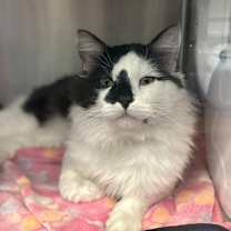 Thumbnail photo of Archimedes #3