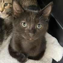 Thumbnail photo of Felix #1