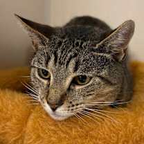 Thumbnail photo of Magique  #2